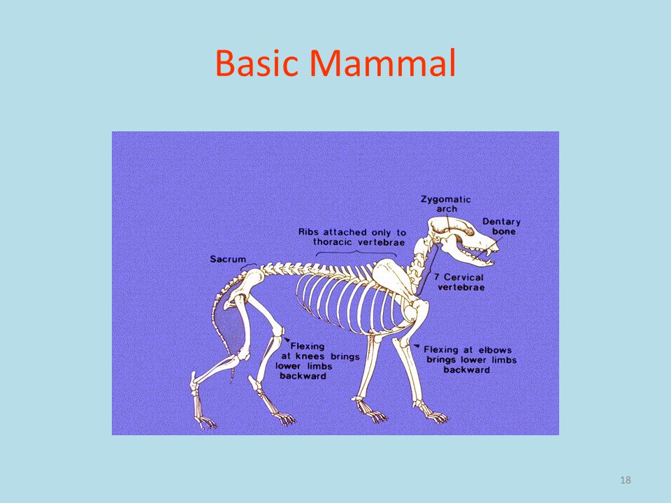 18 Basic Mammal