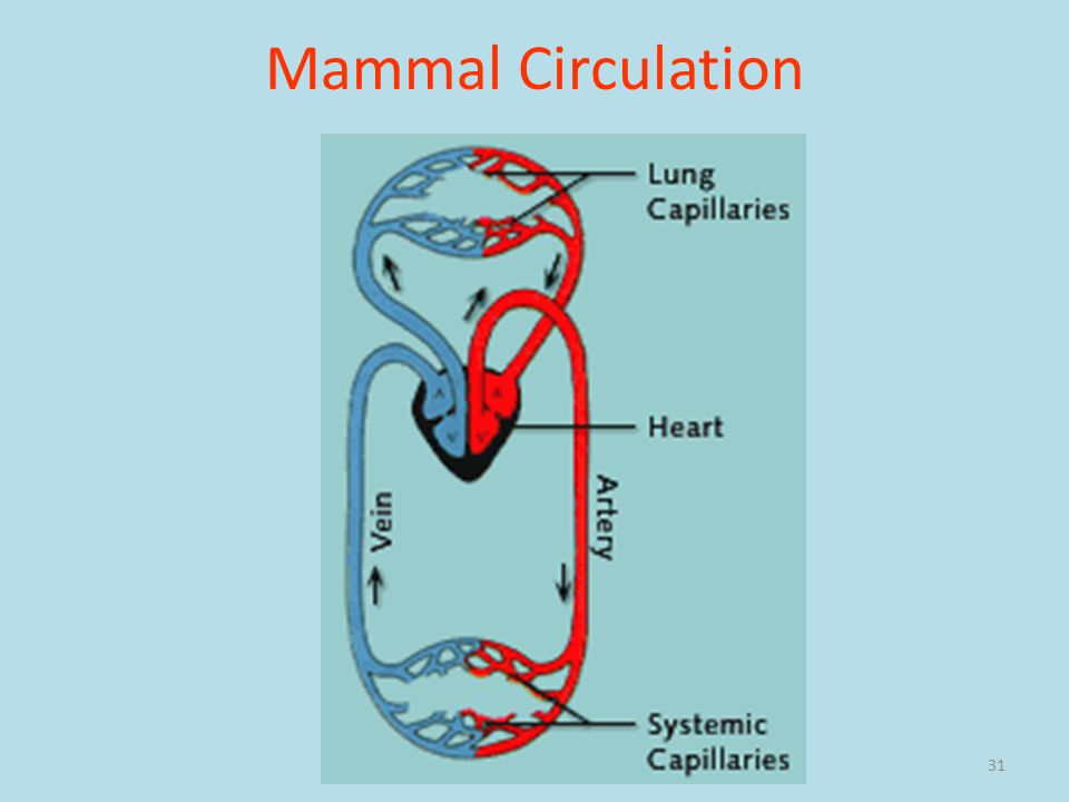 31 Mammal Circulation