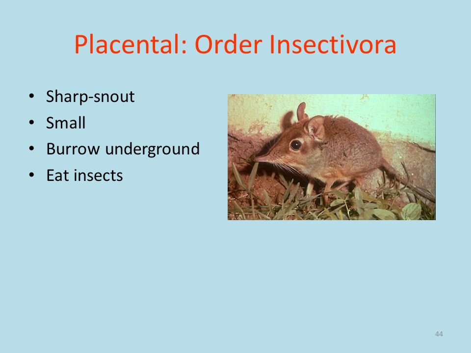44 Placental: Order Insectivora Sharp-snout Small Burrow underground Eat insects