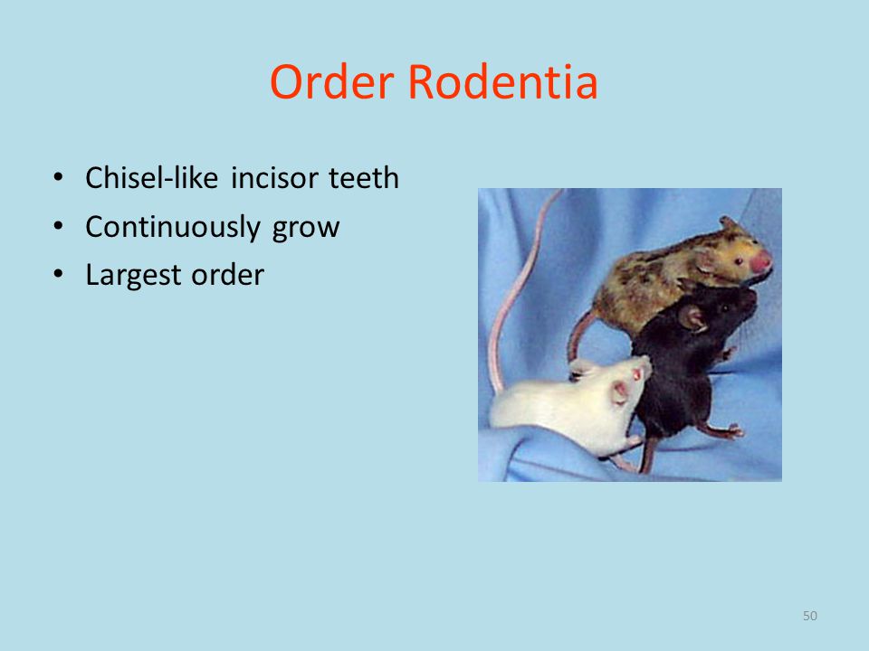 50 Order Rodentia Chisel-like incisor teeth Continuously grow Largest order