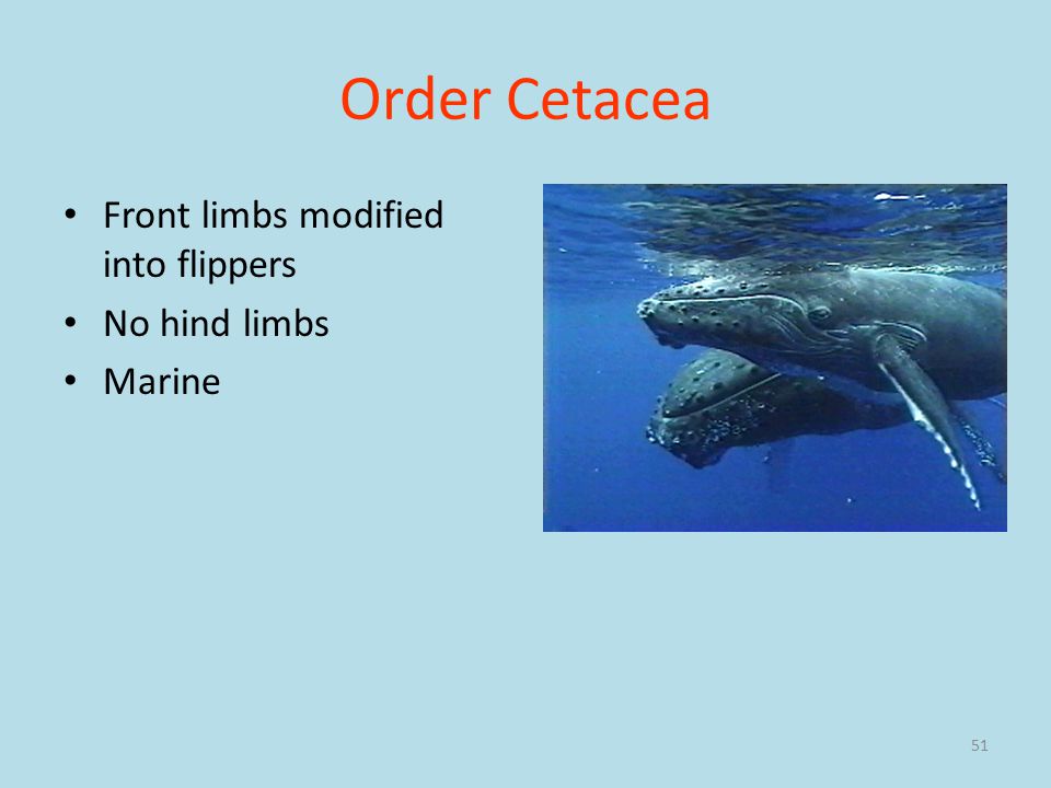 51 Order Cetacea Front limbs modified into flippers No hind limbs Marine