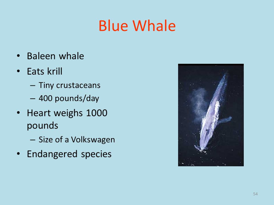 54 Blue Whale Baleen whale Eats krill – Tiny crustaceans – 400 pounds/day Heart weighs 1000 pounds – Size of a Volkswagen Endangered species