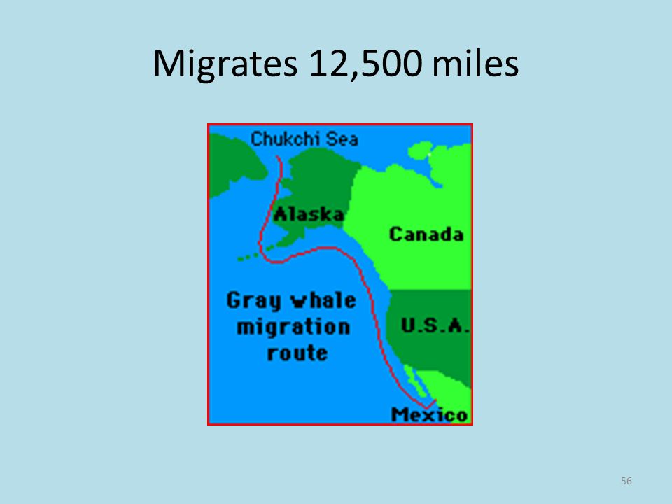 56 Migrates 12,500 miles