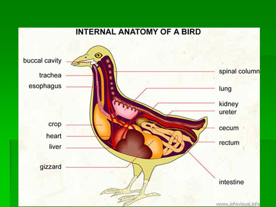 Bird excretory system