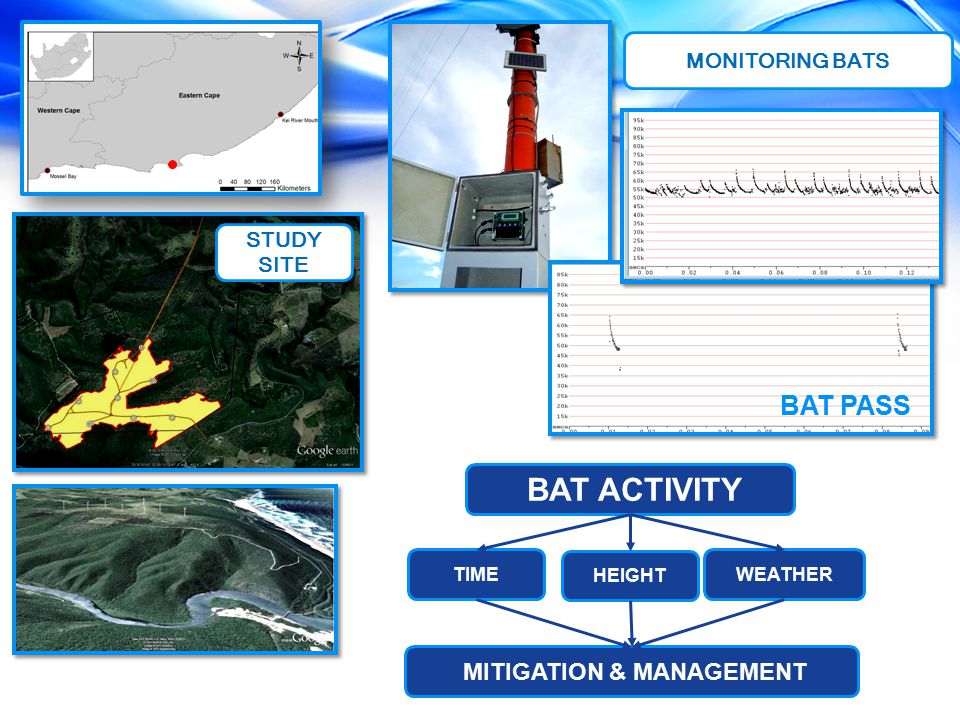 HEIGHT TIMEWEATHER BAT ACTIVITY MONITORING BATS BAT PASS STUDY SITE MITIGATION & MANAGEMENT