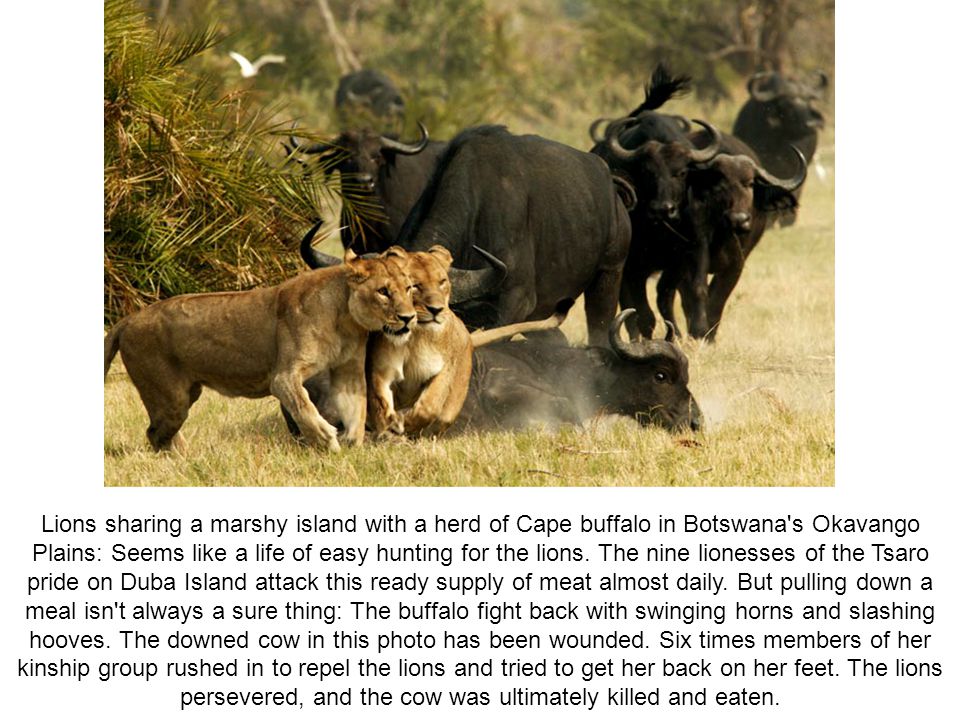 Killer Pride A dance of death lions and buffalo in Botswana's Okavango Delta. By Dereck Joubert Lions usually hunt at night, or at least in the cool. - ppt download