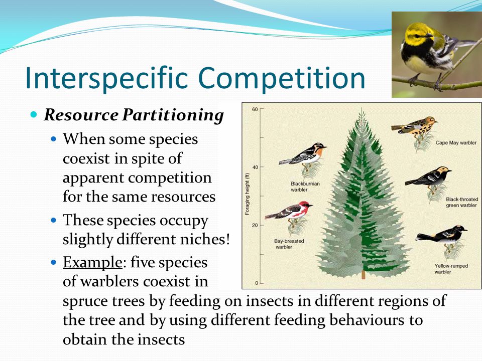Chapters 54 Part 1 Concept 4 Community Ecology Analyzing The Interactions And Relationships Within And Between Species And The Effects Of Environmental Ppt Download