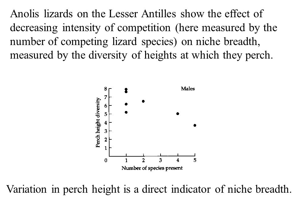 Anolis lizards on the Lesser Antilles show the effect of decreasing intensity of competition (here measured by the number of competing lizard species) on niche breadth, measured by the diversity of heights at which they perch.