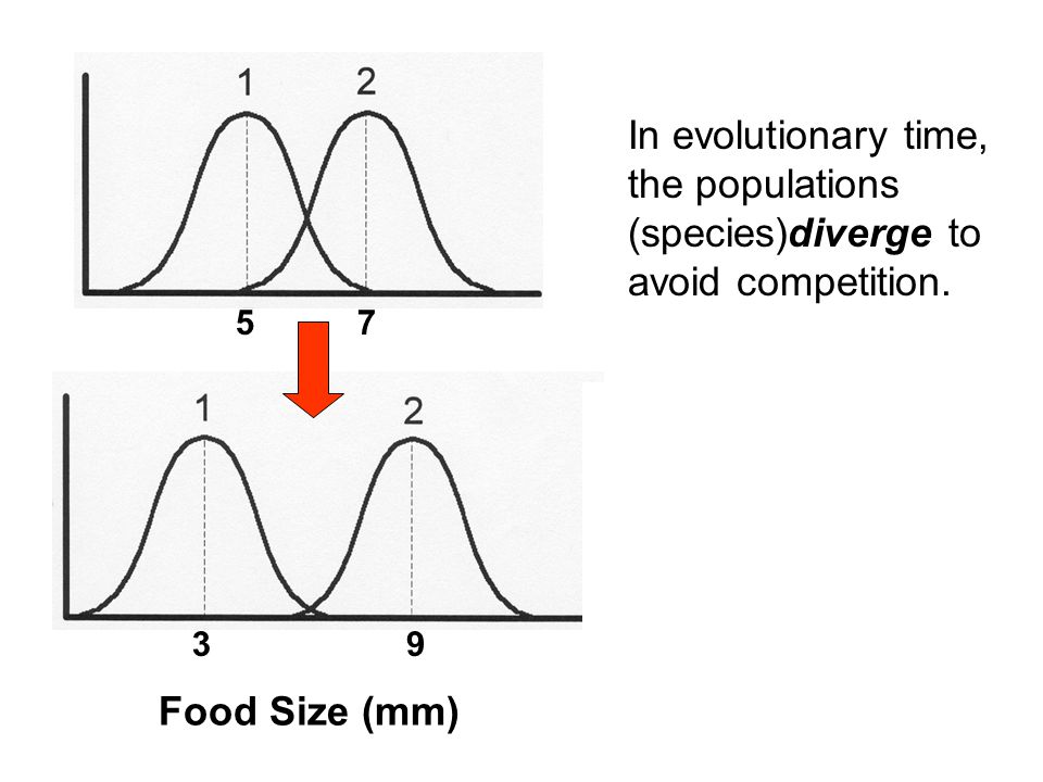 57 39 Food Size (mm) In evolutionary time, the populations (species)diverge to avoid competition.