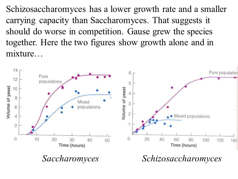 Schizosaccharomyces has a lower growth rate and a smaller carrying capacity than Saccharomyces.