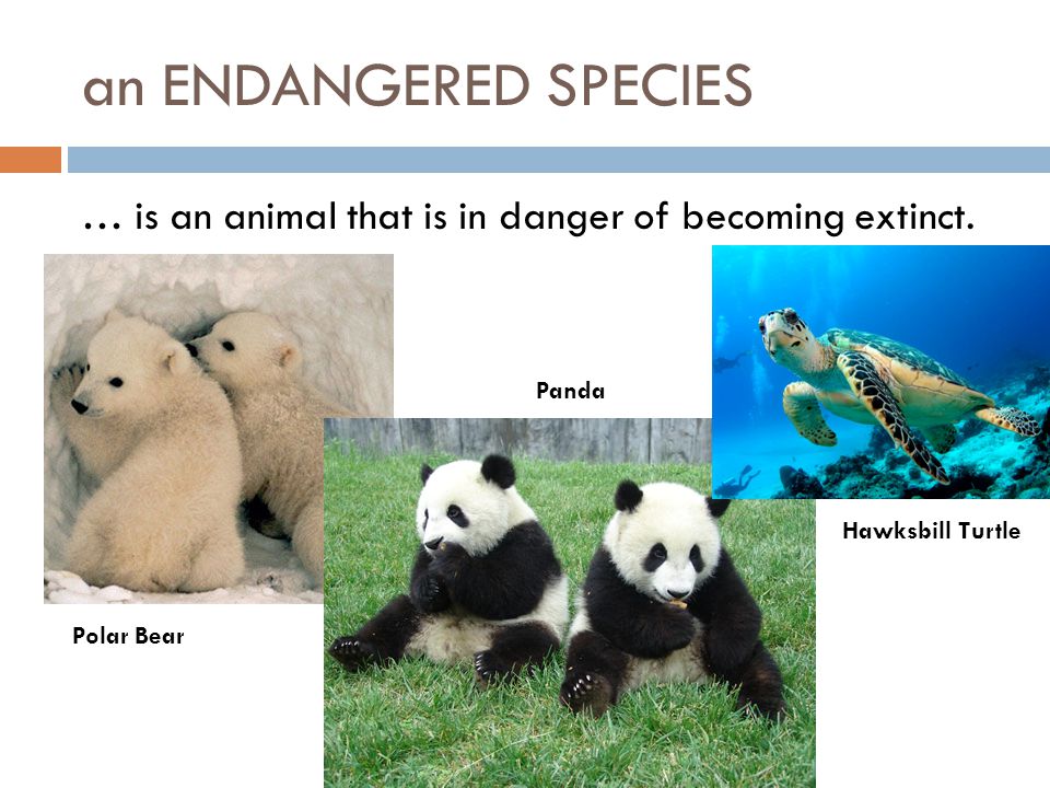 ENDANGERED ANIMALS What does 'endangered species' mean? Why is conservation  necessary? Let's do our share! - ppt download