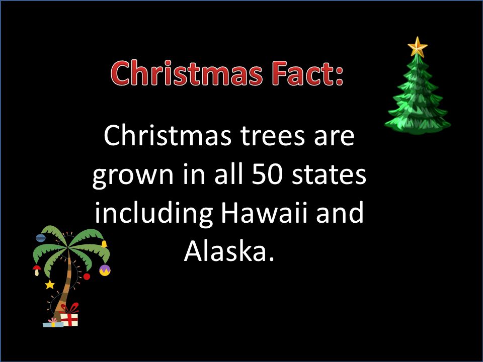 Christmas trees are grown in all 50 states including Hawaii and Alaska.