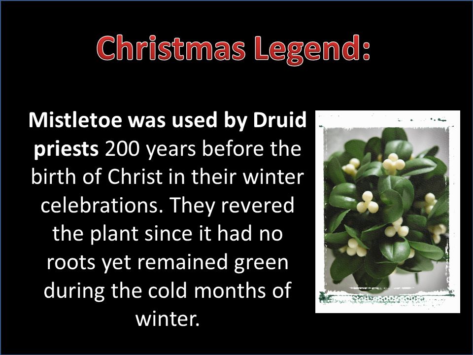 Mistletoe was used by Druid priests 200 years before the birth of Christ in their winter celebrations.