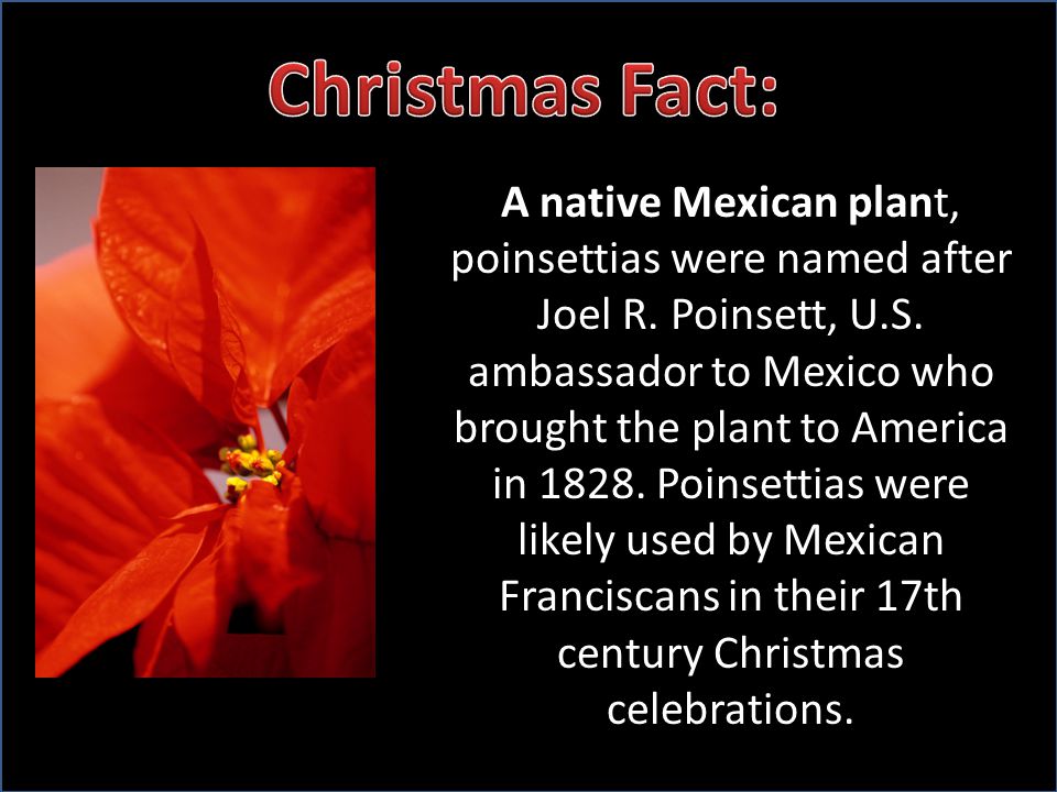 A native Mexican plant, poinsettias were named after Joel R.