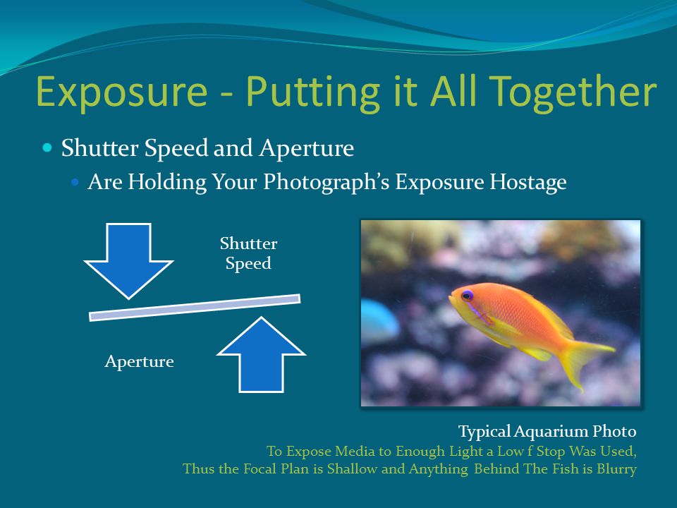 Exposure - Putting it All Together Shutter Speed and Aperture Are Holding Your Photograph’s Exposure Hostage Shutter Speed Aperture Typical Aquarium Photo To Expose Media to Enough Light a Low f Stop Was Used, Thus the Focal Plan is Shallow and Anything Behind The Fish is Blurry