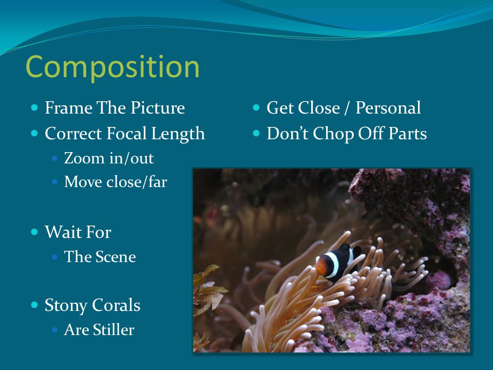 Composition Frame The Picture Correct Focal Length Zoom in/out Move close/far Wait For The Scene Stony Corals Are Stiller Get Close / Personal Don’t Chop Off Parts