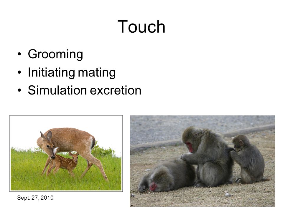 Sept. 27, Touch Grooming Initiating mating Simulation excretion