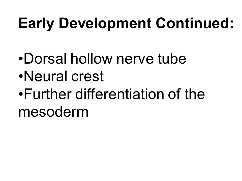 Early Development Continued: Dorsal hollow nerve tube Neural crest Further differentiation of the mesoderm
