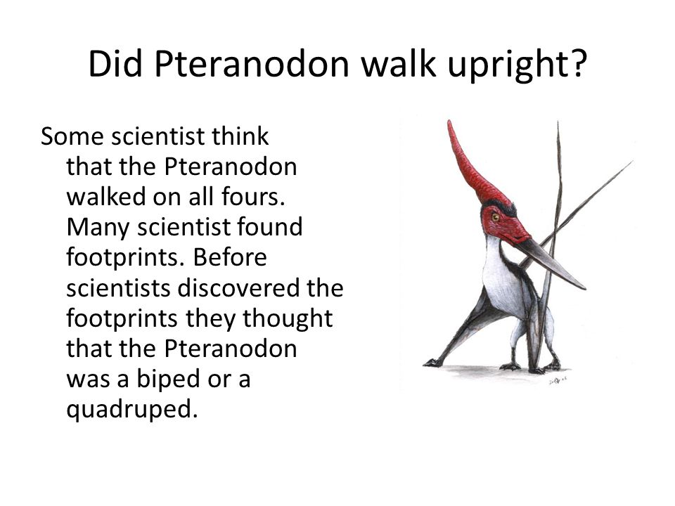 How Did Pteranodon Walk?