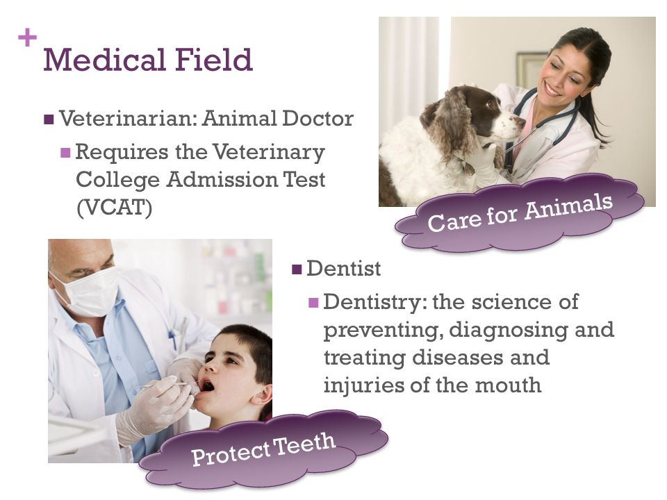 + Medical Field Veterinarian: Animal Doctor Requires the Veterinary College Admission Test (VCAT) Dentist Dentistry: the science of preventing, diagnosing and treating diseases and injuries of the mouth Care for Animals Protect Teeth