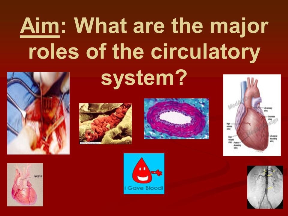 Aim: What are the major roles of the circulatory system