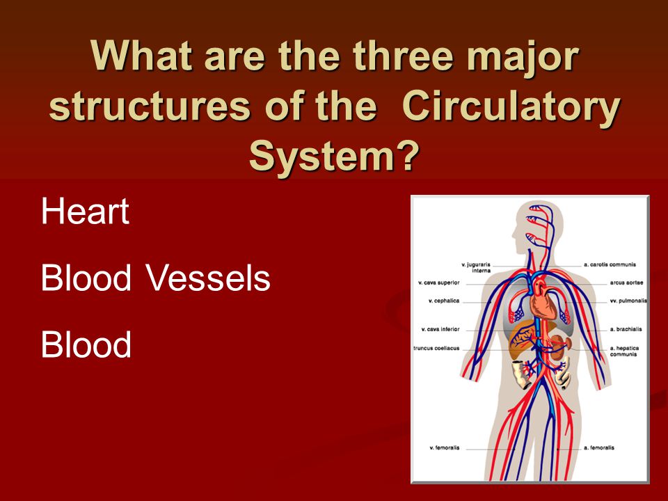 Heart Blood Vessels Blood What are the three major structures of the Circulatory System