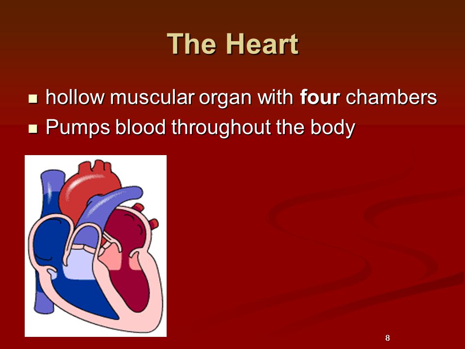 8 The Heart hollow muscular organ with four chambers hollow muscular organ with four chambers Pumps blood throughout the body Pumps blood throughout the body 8