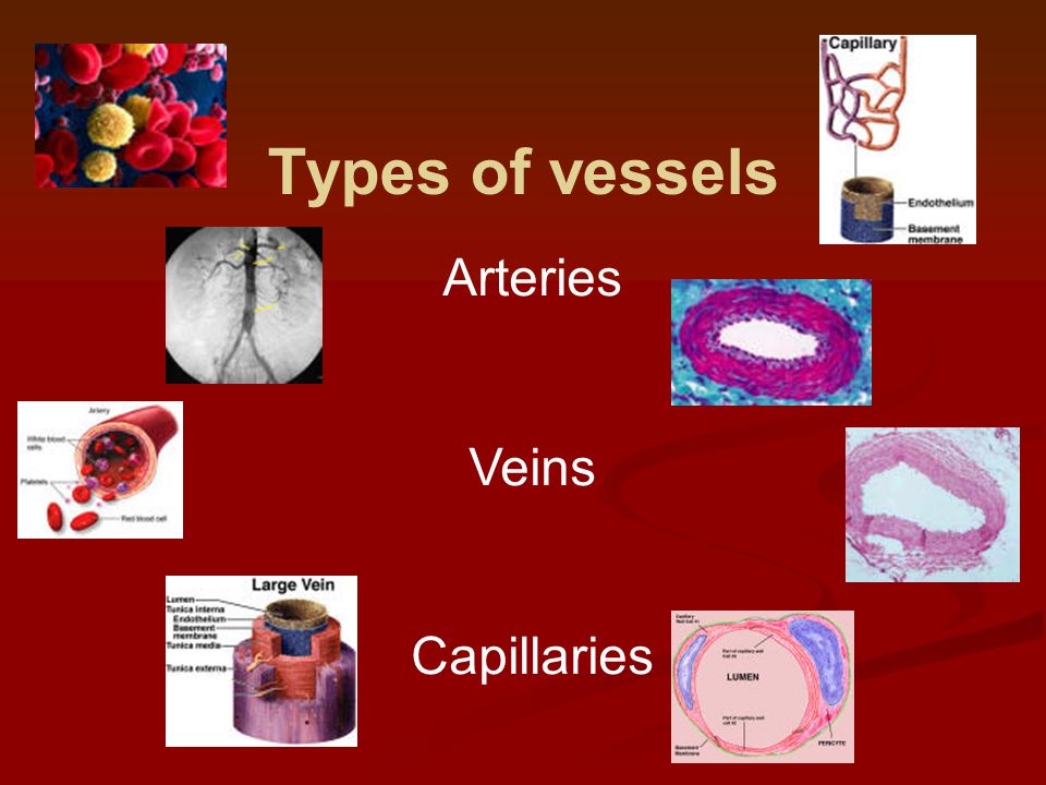 Types of vessels Arteries Veins Capillaries