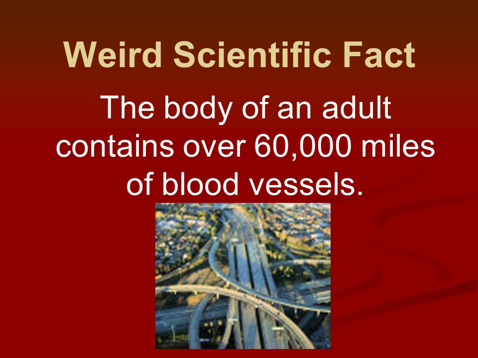 Weird Scientific Fact The body of an adult contains over 60,000 miles of blood vessels.