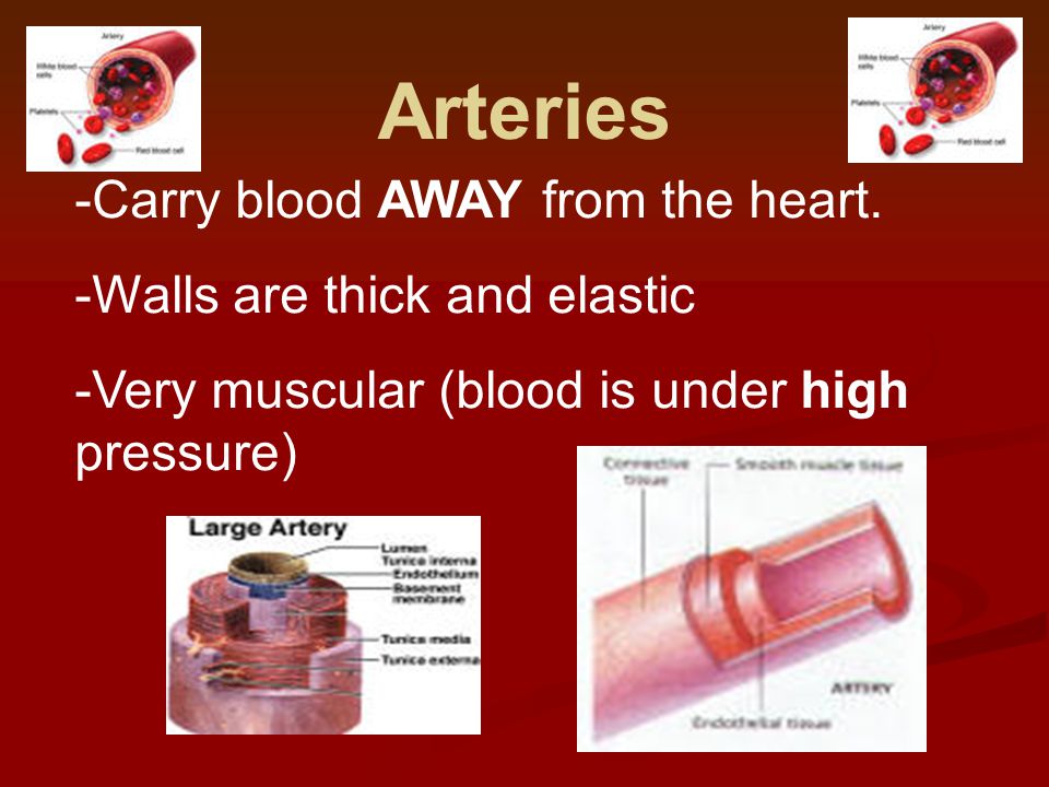 Arteries -Carry blood AWAY from the heart.