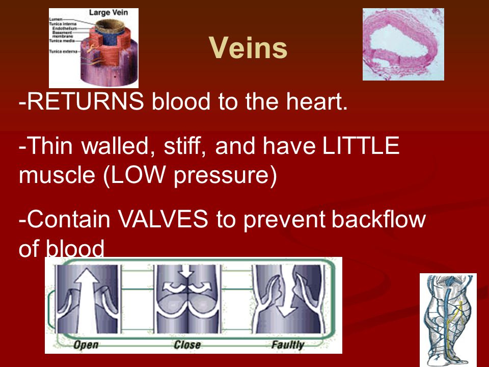 Veins  RETURNS blood to the heart.