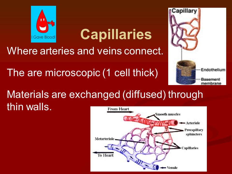 Capillaries Where arteries and veins connect.