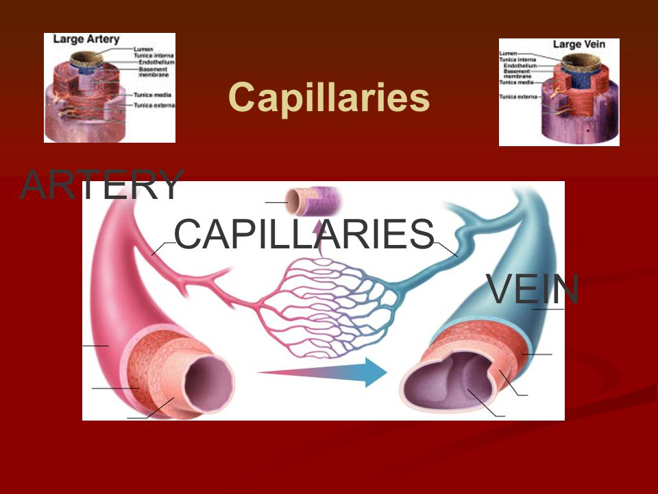 Capillaries ARTERY CAPILLARIES VEIN
