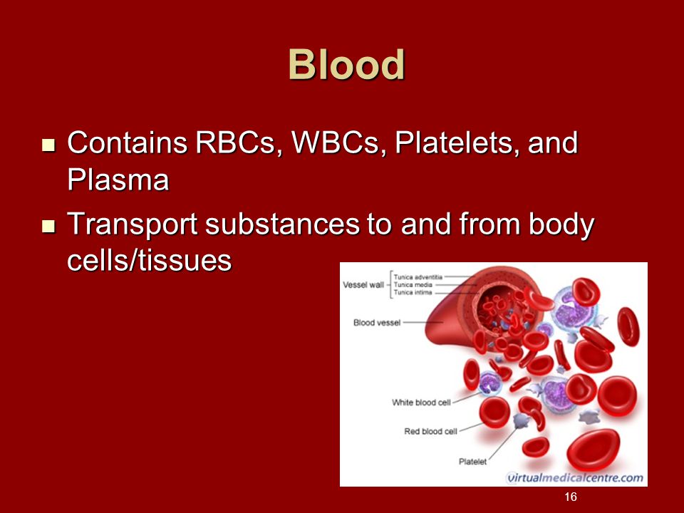 Blood Blood Contains RBCs, WBCs, Platelets, and Plasma Contains RBCs, WBCs, Platelets, and Plasma Transport substances to and from body cells/tissues Transport substances to and from body cells/tissues 16