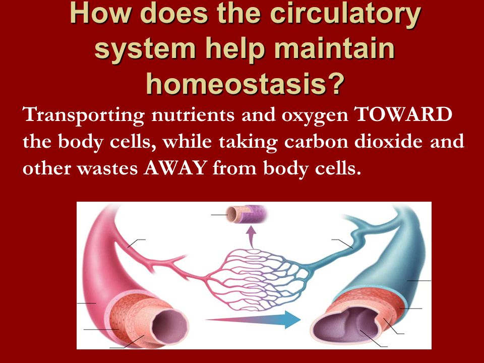 How does the circulatory system help maintain homeostasis.