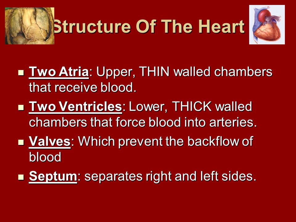 Structure Of The Heart Two Atria: Upper, THIN walled chambers that receive blood.