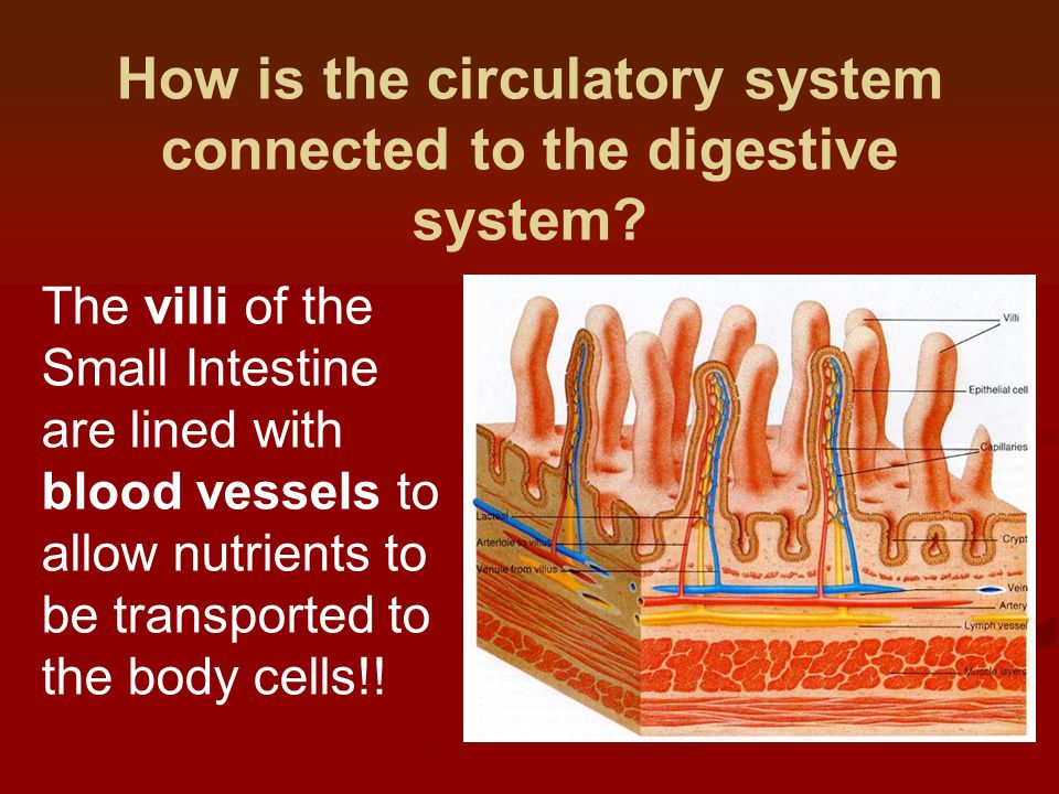 How is the circulatory system connected to the digestive system.