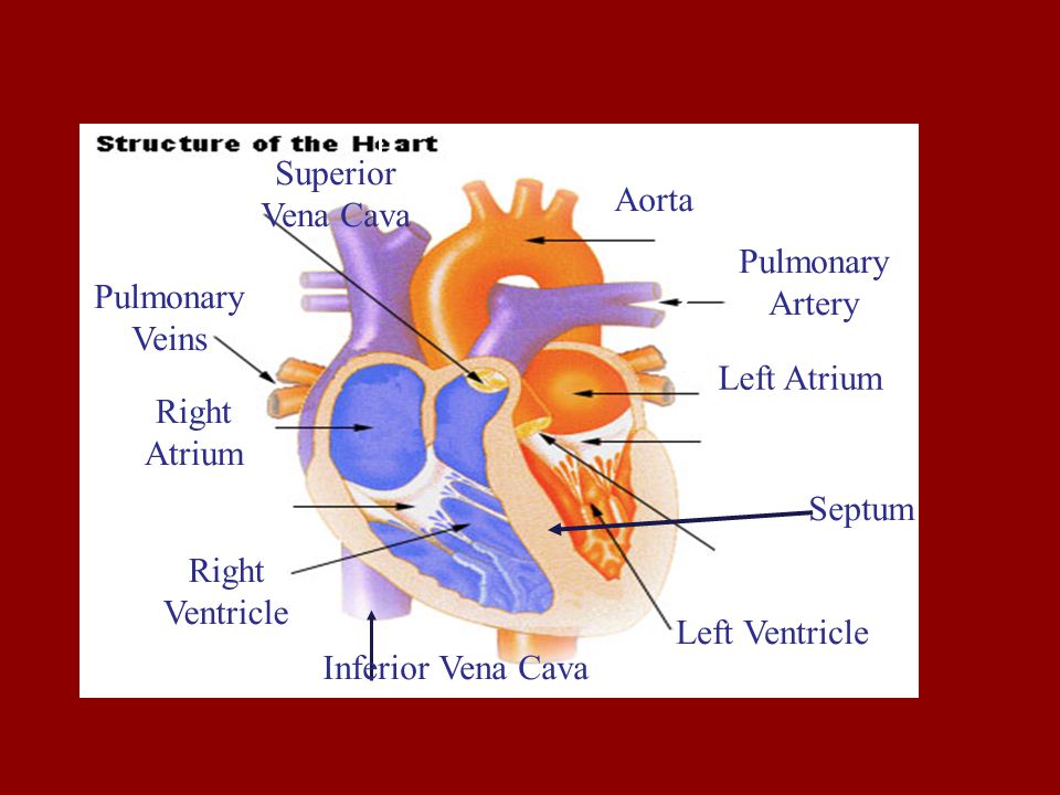 Left Ventricle Left Atrium Pulmonary Artery Aorta Right Ventricle Right Atrium Pulmonary Veins Inferior Vena Cava Superior Vena Cava Septum