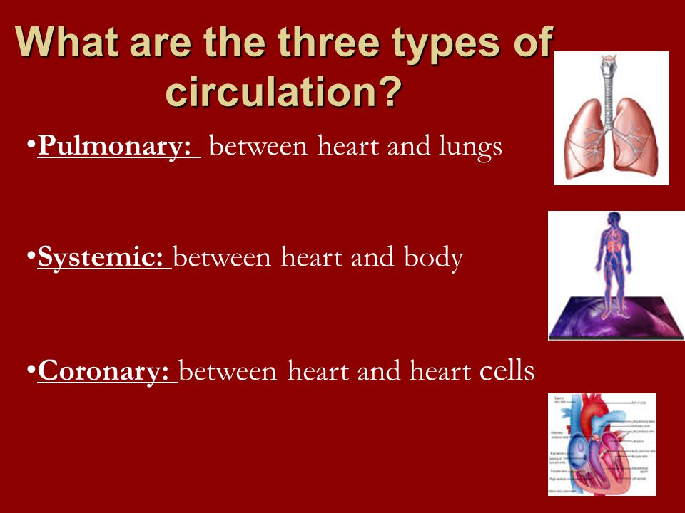 What are the three types of circulation.