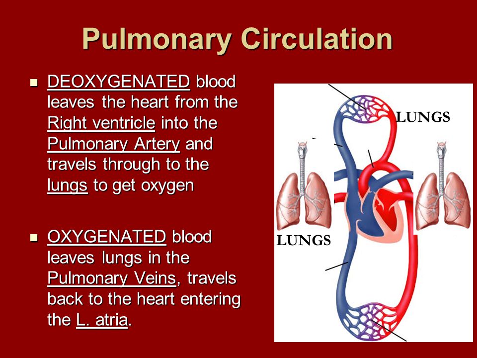 Pulmonary Circulation DEOXYGENATED blood leaves the heart from the Right ventricle into the Pulmonary Artery and travels through to the lungs to get oxygen DEOXYGENATED blood leaves the heart from the Right ventricle into the Pulmonary Artery and travels through to the lungs to get oxygen OXYGENATED blood leaves lungs in the Pulmonary Veins, travels back to the heart entering the L.