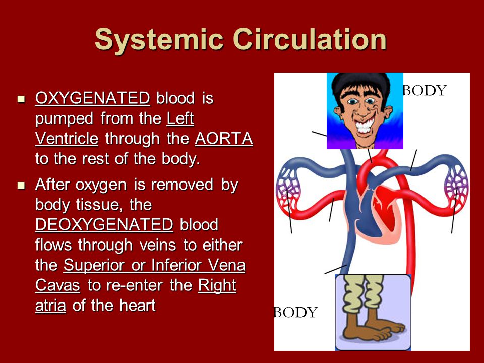 Systemic Circulation OXYGENATED blood is pumped from the Left Ventricle through the AORTA to the rest of the body.
