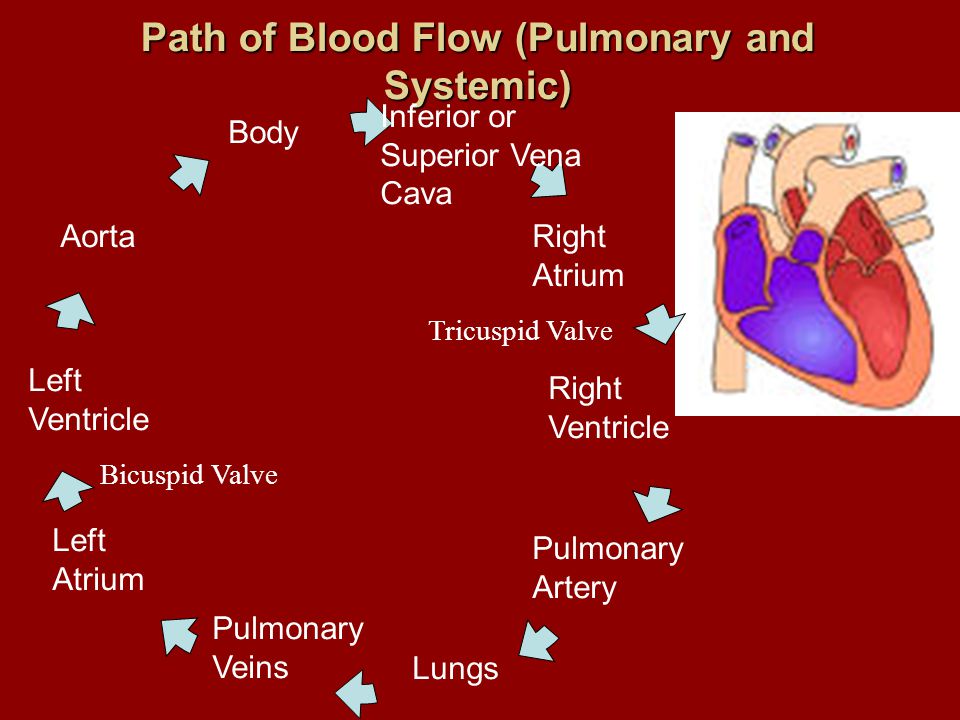 Path of Blood Flow (Pulmonary and Systemic) Inferior or Superior Vena Cava Right Atrium Right Ventricle Left Ventricle Left Atrium Pulmonary Veins Lungs Pulmonary Artery Body Aorta Tricuspid Valve Bicuspid Valve