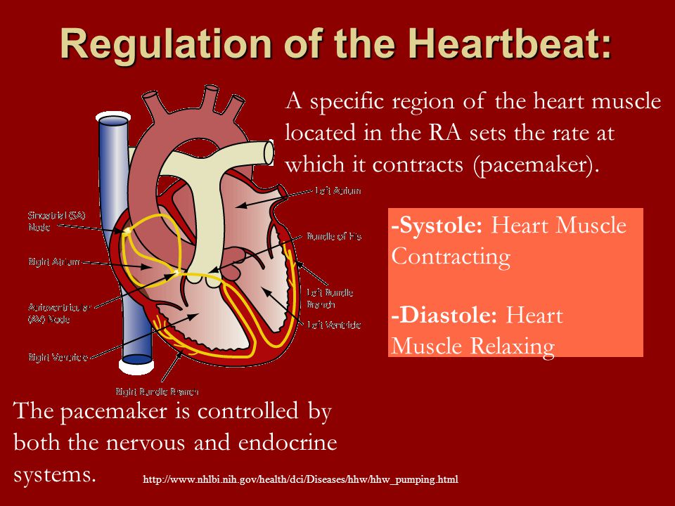 Regulation of the Heartbeat: A specific region of the heart muscle located in the RA sets the rate at which it contracts (pacemaker).