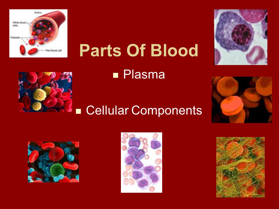 Parts Of Blood Plasma Cellular Components
