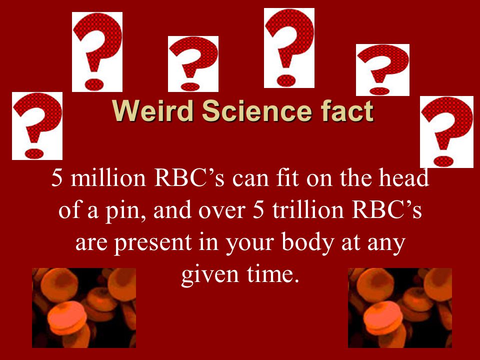 Weird Science fact 5 million RBC’s can fit on the head of a pin, and over 5 trillion RBC’s are present in your body at any given time.