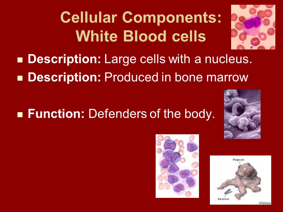 Cellular Components: White Blood cells Description: Large cells with a nucleus.