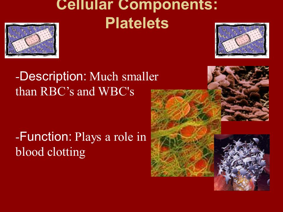 Cellular Components: Platelets - Description: Much smaller than RBC’s and WBC s - Function: Plays a role in blood clotting