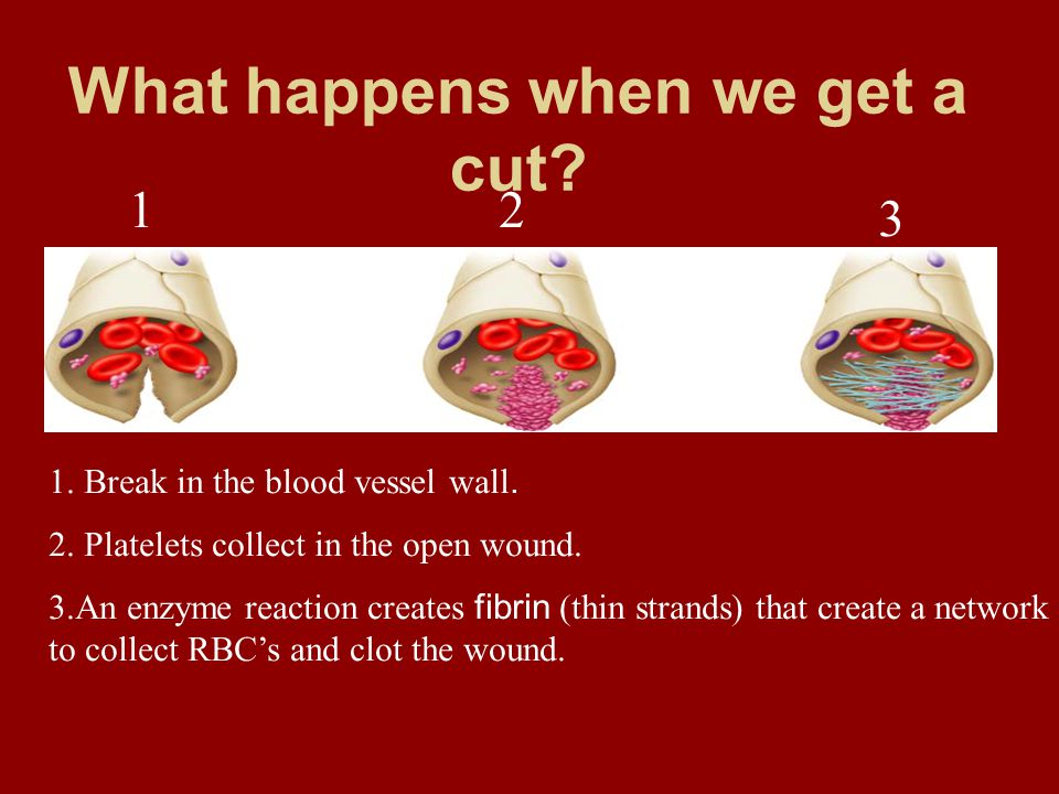 What happens when we get a cut Break in the blood vessel wall.