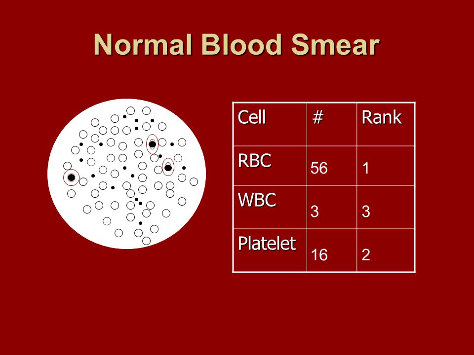 Normal Blood Smear Cell#Rank RBC WBC Platelet