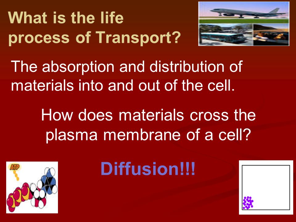 What is the life process of Transport.
